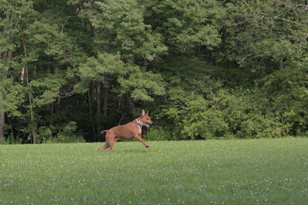 20250713_Dog Park and flowers and light__DSC0274_.jpg