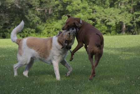20250713_Dog Park and flowers and light__DSC0292_.jpg