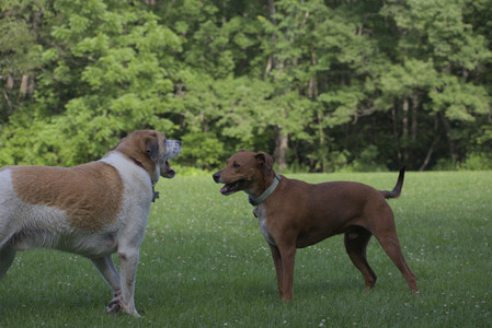 20250713_Dog Park and flowers and light__DSC0296_.jpg