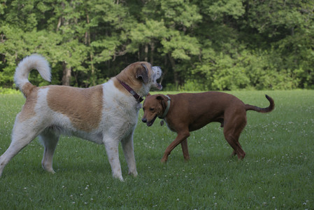 20250713_Dog Park and flowers and light__DSC0298_.jpg