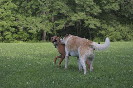 20250713_Dog Park and flowers and light__DSC0303_.jpg