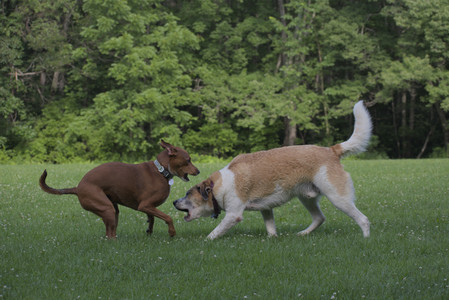20250713_Dog Park and flowers and light__DSC0313_.jpg