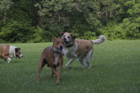20250713_Dog Park and flowers and light__DSC0318_.jpg