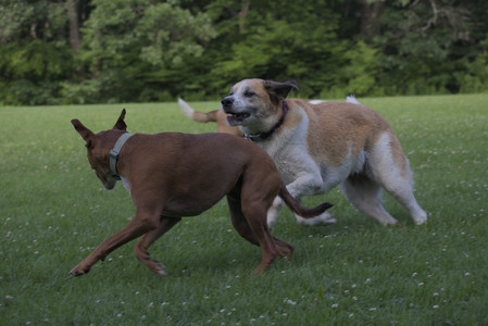 20250713_Dog Park and flowers and light__DSC0319_.jpg