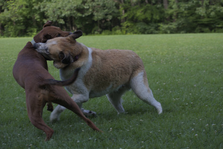 20250713_Dog Park and flowers and light__DSC0320_.jpg