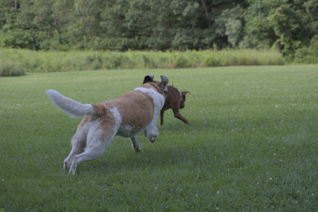 20250713_Dog Park and flowers and light__DSC0324_.jpg