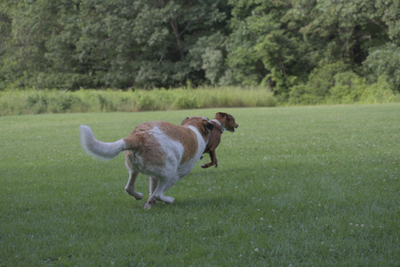 20250713_Dog Park and flowers and light__DSC0325_.jpg