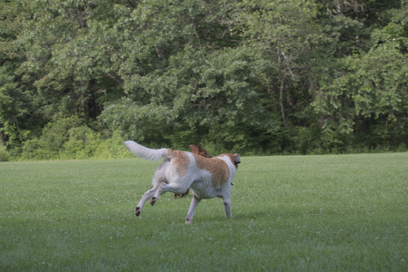 20250713_Dog Park and flowers and light__DSC0327_.jpg