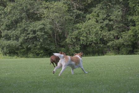 20250713_Dog Park and flowers and light__DSC0328_.jpg