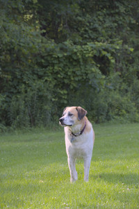 20250713_Dog Park and flowers and light__DSC0344_.jpg