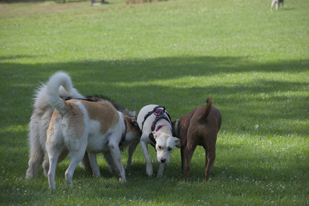 20250713_Dog Park and flowers and light__DSC0358_.jpg
