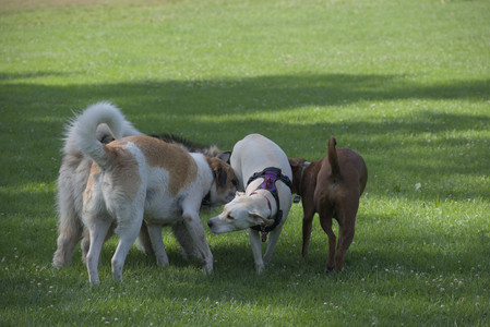 20250713_Dog Park and flowers and light__DSC0359_.jpg