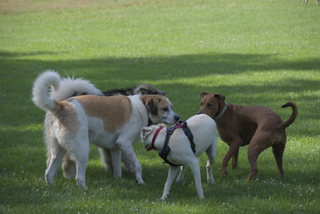 20250713_Dog Park and flowers and light__DSC0360_.jpg