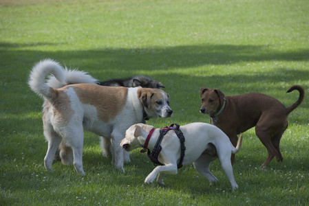 20250713_Dog Park and flowers and light__DSC0361_.jpg