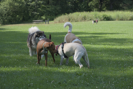 20250713_Dog Park and flowers and light__DSC0362_.jpg