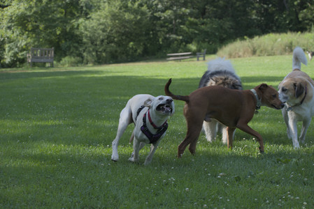 20250713_Dog Park and flowers and light__DSC0366_.jpg