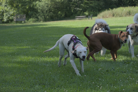 20250713_Dog Park and flowers and light__DSC0367_.jpg