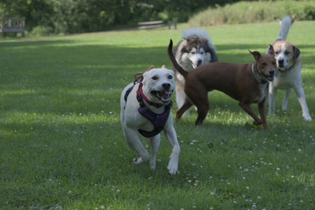 20250713_Dog Park and flowers and light__DSC0368_.jpg
