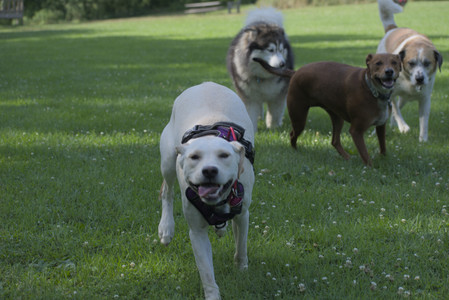 20250713_Dog Park and flowers and light__DSC0369_.jpg