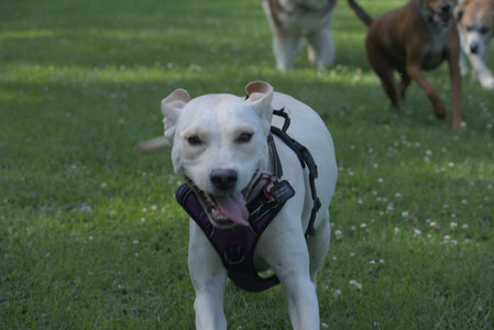 20250713_Dog Park and flowers and light__DSC0370_.jpg
