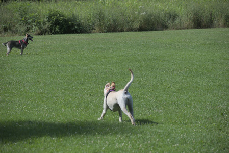 20250713_Dog Park and flowers and light__DSC0372_.jpg