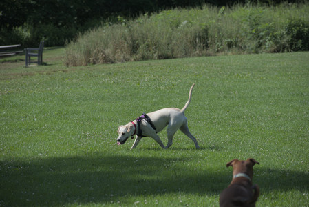 20250713_Dog Park and flowers and light__DSC0374_.jpg