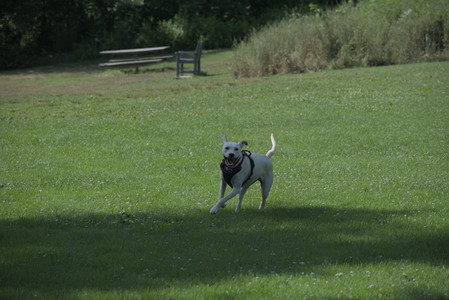20250713_Dog Park and flowers and light__DSC0375_.jpg