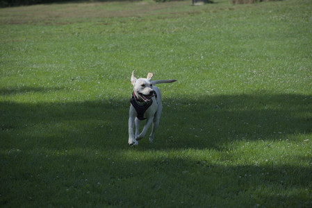 20250713_Dog Park and flowers and light__DSC0381_.jpg
