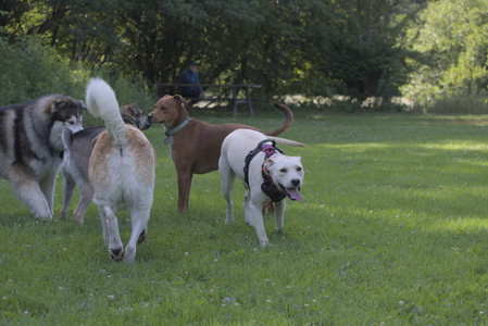 20250713_Dog Park and flowers and light__DSC0389_.jpg