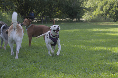 20250713_Dog Park and flowers and light__DSC0390_.jpg