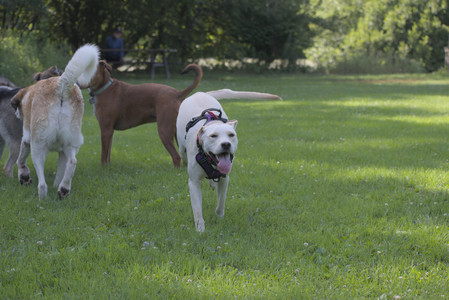 20250713_Dog Park and flowers and light__DSC0391_.jpg
