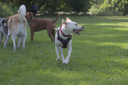 20250713_Dog Park and flowers and light__DSC0392_.jpg