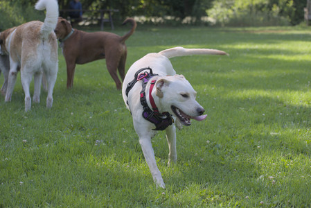 20250713_Dog Park and flowers and light__DSC0393_.jpg