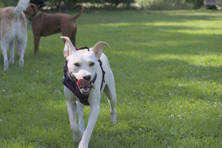 20250713_Dog Park and flowers and light__DSC0394_.jpg