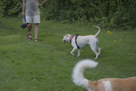 20250713_Dog Park and flowers and light__DSC0398_.jpg