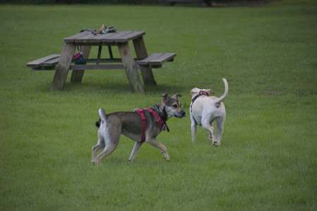 20250713_Dog Park and flowers and light__DSC0401_.jpg