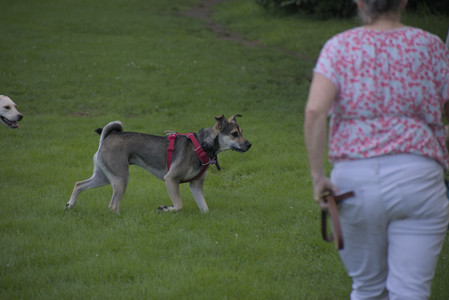 20250713_Dog Park and flowers and light__DSC0402_.jpg