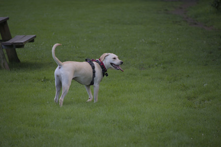 20250713_Dog Park and flowers and light__DSC0404_.jpg