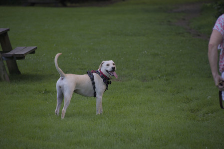 20250713_Dog Park and flowers and light__DSC0407_.jpg