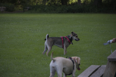 20250713_Dog Park and flowers and light__DSC0415_.jpg