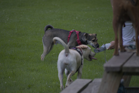 20250713_Dog Park and flowers and light__DSC0417_.jpg