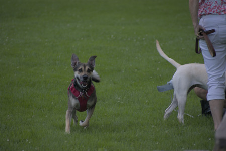 20250713_Dog Park and flowers and light__DSC0419_.jpg