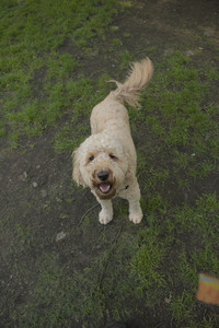 20250716_Dog Park__DSC0001_.jpg