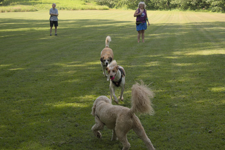 20250716_Dog Park__DSC0003_.jpg