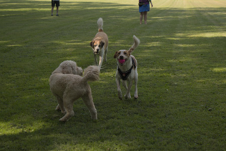 20250716_Dog Park__DSC0005_.jpg