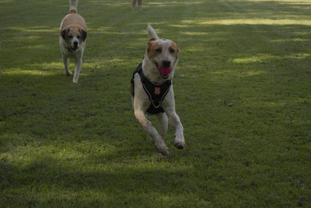 20250716_Dog Park__DSC0006_.jpg