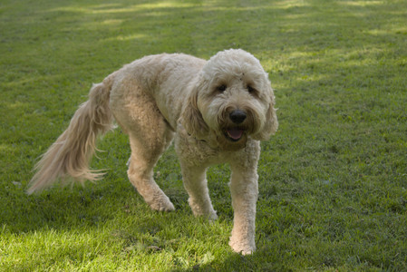 20250716_Dog Park__DSC0009_.jpg