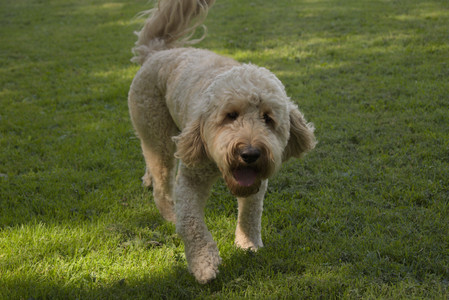 20250716_Dog Park__DSC0010_.jpg