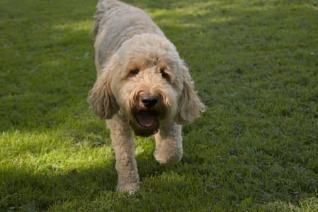 20250716_Dog Park__DSC0011_.jpg