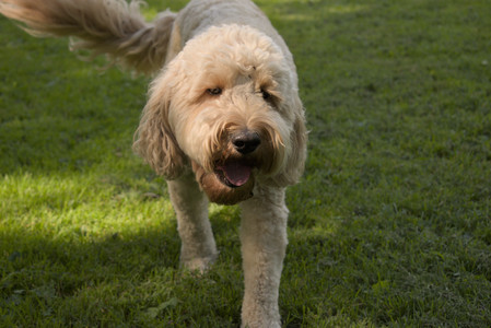 20250716_Dog Park__DSC0012_.jpg